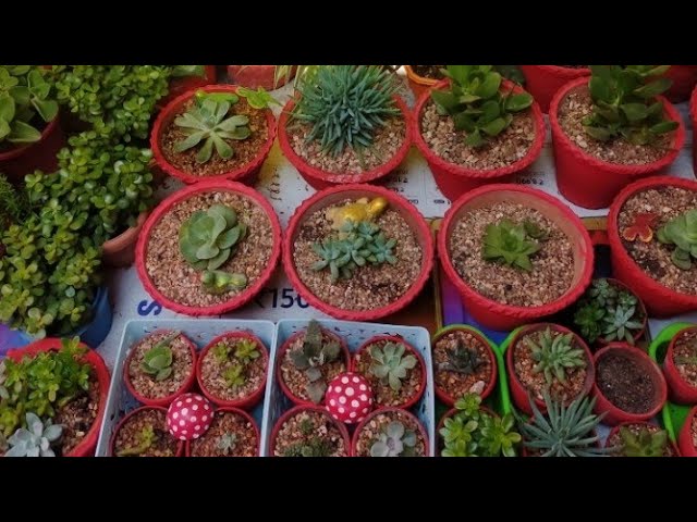 Friday indoor Garden succulent update - Gardening Chronicle