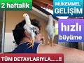 2 haftalık hint civciv daha iyisi yok hint civcivi mükemmel bakım #hintcivcivi