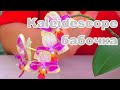 Пересадка цветущей орхидеи "Калейдоскоп - Бабочка", из мха в новый грунт. В какой грунт?