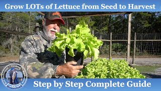 How to Grow Lettuce: Planting, Growing, and Harvesting Lettuce