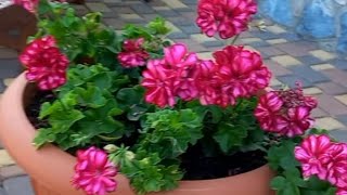 картинка: Мій сад у серпні. My garden in August