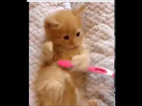 CUTE kitten enjoys a toothbrush -- TOO CUTE!