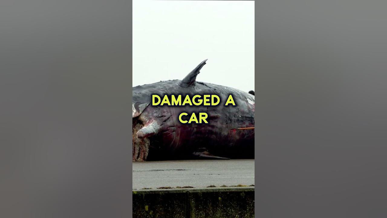 The "Exploding Whale" Incident historyfacts YouTube