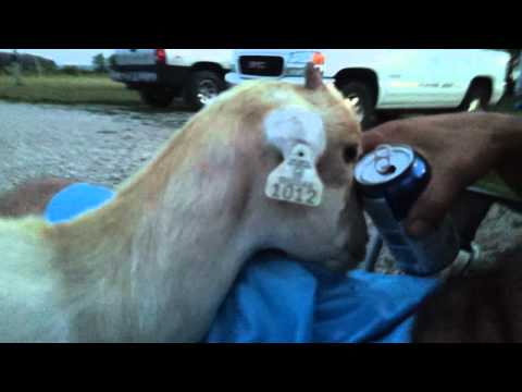 goat-drinks-beer-makes-funny-face