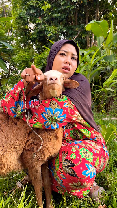 kambing kesayangan mbak inem