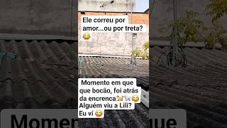 Onde Tem Confusão,Tem Bocão no Comando 😂 #Canalrireviver #Bocãoencrenqueiro #animaisengraçados