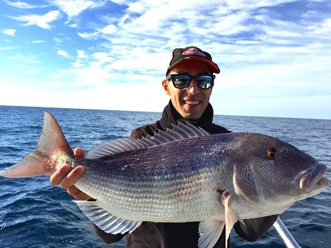 Dentici a traina con il vivo !