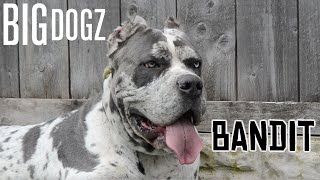 Bandit - The 130lb Mastiff/Great Dane Bandog | BIG DOGZ