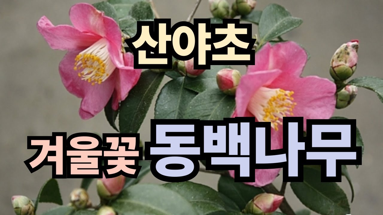 향동백,공작동백,백동백,블랙로즈동백,서향동백,블랙매직동백,을녀동백,오색동백,매향동백,호접차조동백.산야초야생화