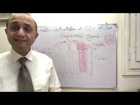 Endocrine- suprarenal gland