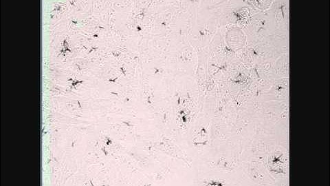 Time-lapse confocal imaging - Supplementary video: 26689