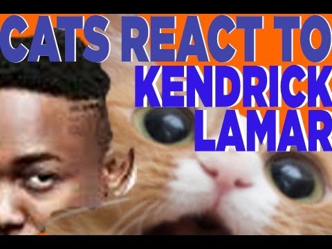 Cats react to Kendrick Lamar – Swimming Pools : BEST funny cat reaction FAILS