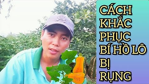 nguyên nhân và cách khắc phục bí hồ lô bị rụng không đậu trái  [ bí đỏ hồ lô ]