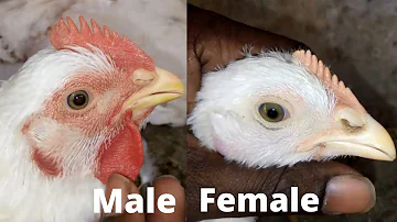 chicken male female difference//gender b/w male female chicks