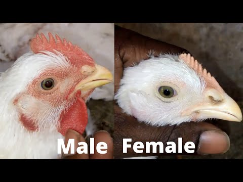 닭 수컷 암컷 차이//성별 흑백 수컷 암컷 병아리