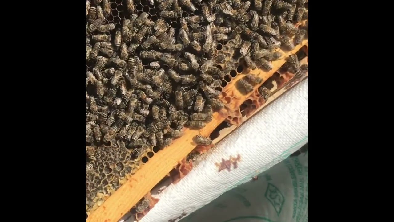 Hızlı damızlık kraliçe arı kabul ettirmek