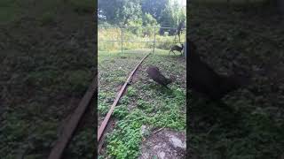 Deers Crash Into Gate #shortstiktok #shortsblackpink #youtuber #shortsanity