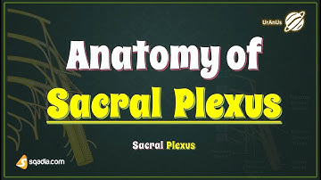 Sacral Plexus | Anatomy of Sacral Plexus | Lower Limb Gross Anatomy Tutorial