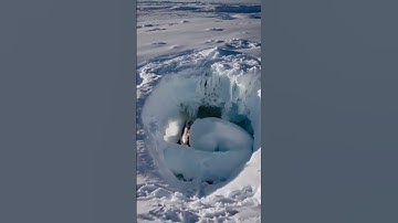 Ai generated video newly discovered creatures #ai #aiart #creature #aivideo