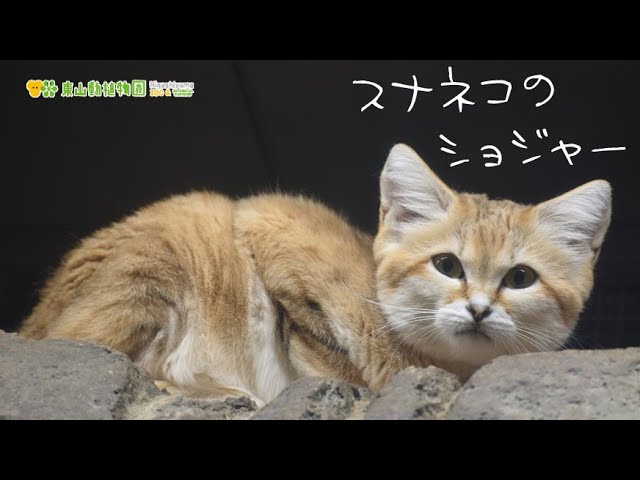 東山動植物園公式】スナネコのショジャー、飼育員が来たね