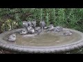 Bushtits Flashmob the Birdbath remastered