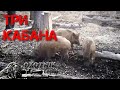 Три КАБАНА продолжают посещать солонец