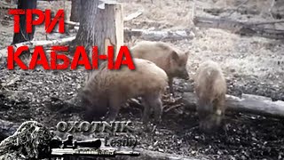 Три КАБАНА продолжают посещать солонец