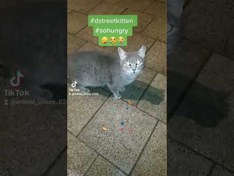 street cats kitten.