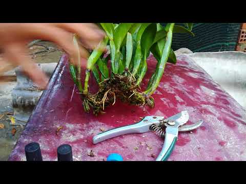 Kỹ thuật tách chiết lan catleya | hoa lan viet nam | Foci
