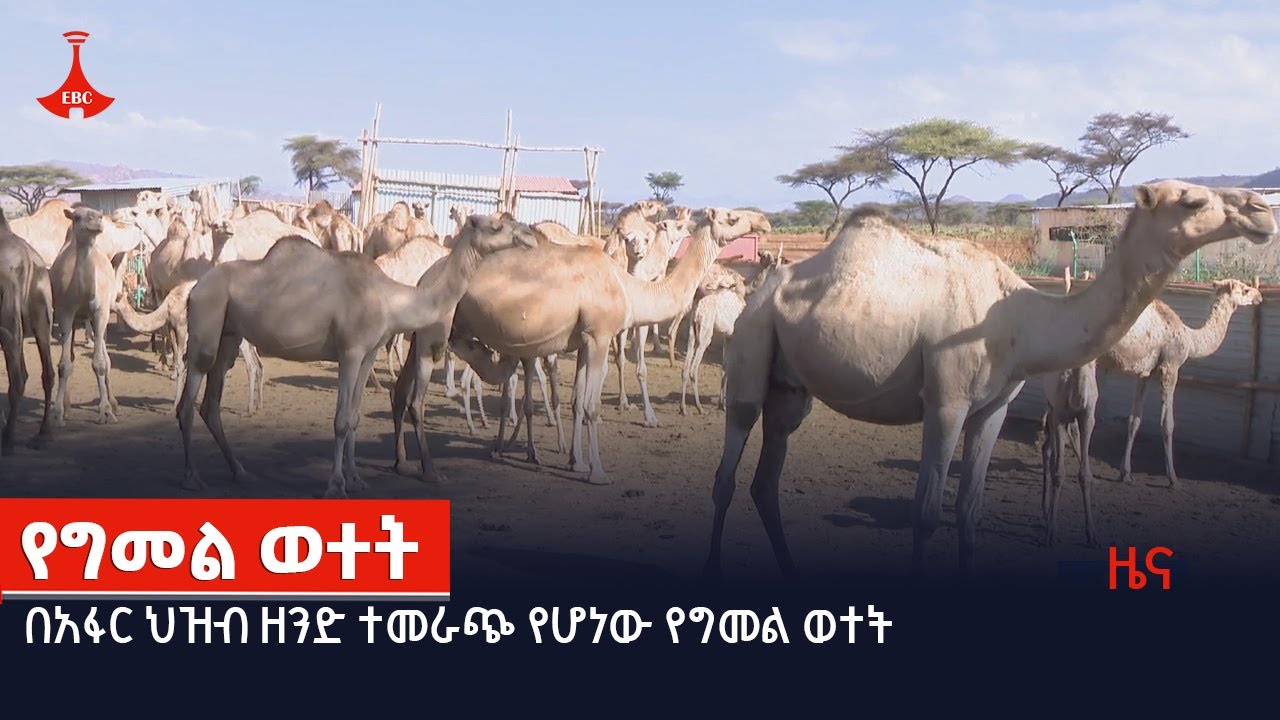 የግመል ወተት  Etv | Ethiopia | News