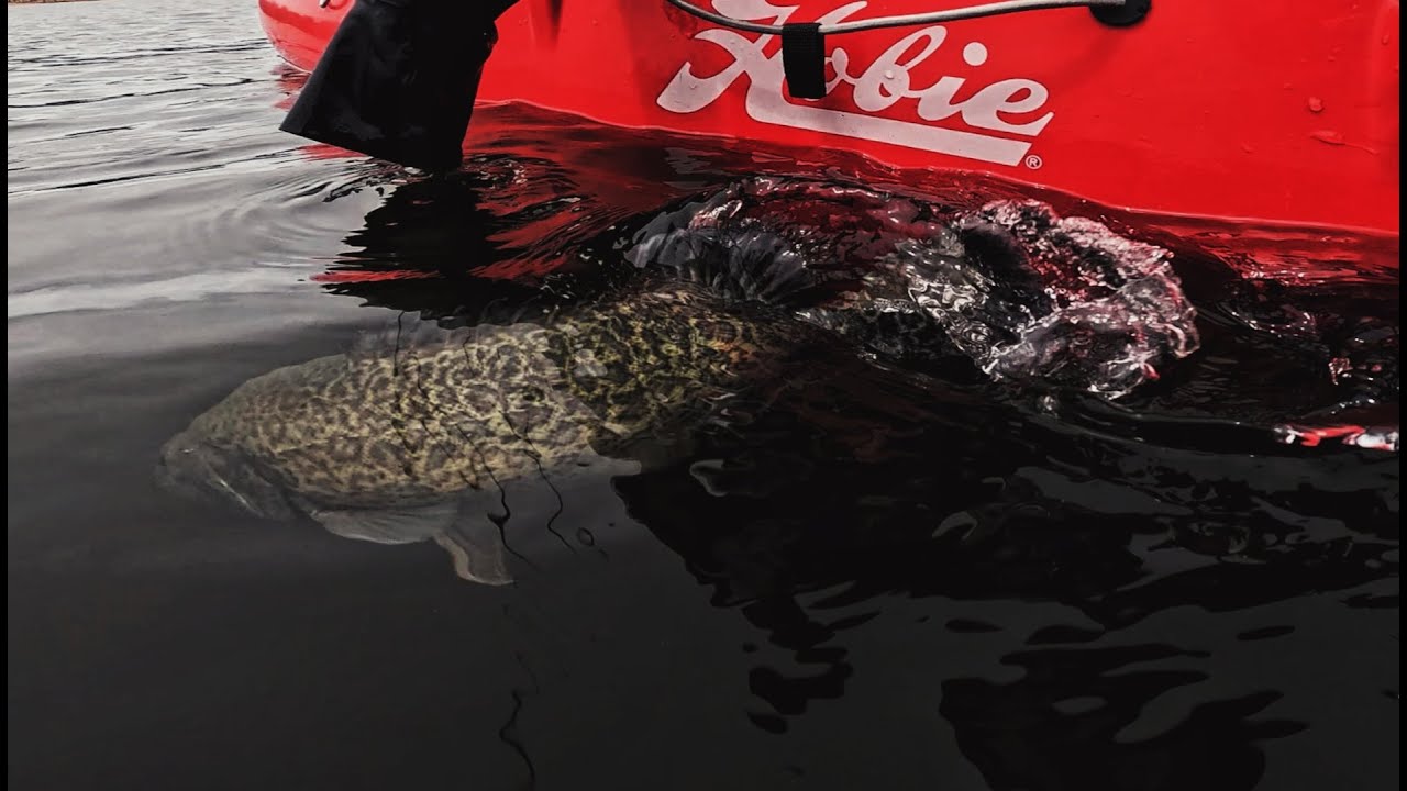 MY FIRST MURRAY COD AT LAKE EPPALOCK! EP.87
