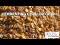 Fermenting Corn or Grain for Wild Pig Trapping