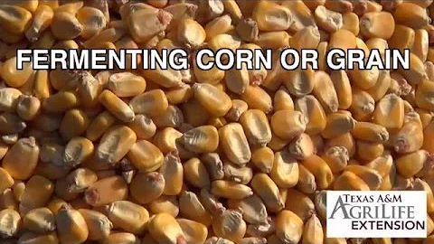 Fermenting Corn or Grain for Wild Pig Trapping