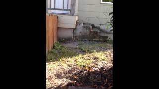 5202 S Park Ave, Tacoma, WA 98408 House Viewing 5 Bed 2 Bathroom