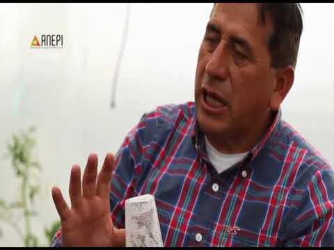 Video: Variedades de moras. Variedades de mora sin espinas. Descripción de las variedades de mora