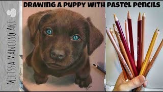 Drawing a Puppy with Pastel Pencils - Melissa Mancuso Art