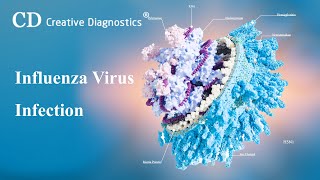 Influenza Virus Infection