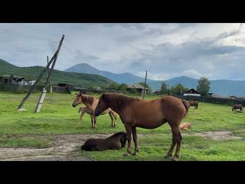 Horses of Zabaykalsky Krai
