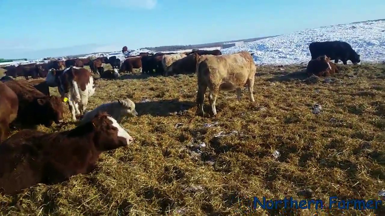 100 CALVES... - YouTube