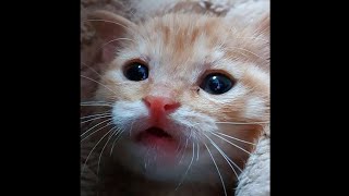 This video is full of kitten's adorable cheepcheep sound. 삐약삐약 아기고양이 #kitten