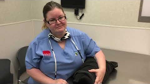 How to do a cat swaddle (aka kitty burrito)