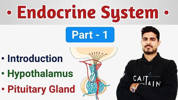 Hypothalamus & Pituitary Gland || Endocrine System Short Review Part - 1 - DayDayNews