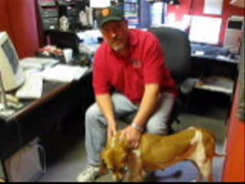 Dave's Red Dog of the Week 2-11-10 Isabella.wmv