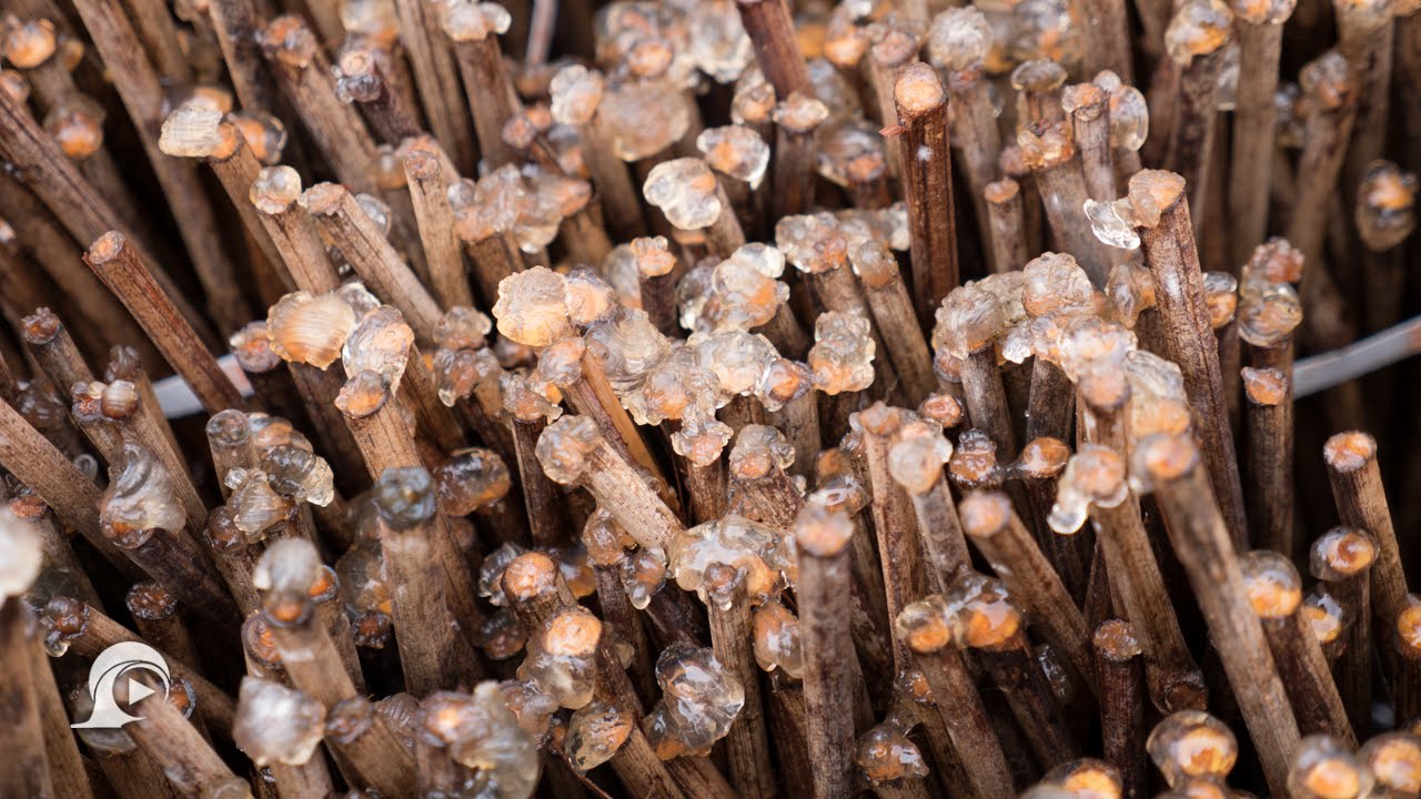 Otranto: Barbatelle e Xylella, il binomio che non esiste | InOnda WebTv