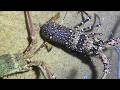 Diving under the sea to catch eels, crabs and sea cucumbers | Part 77-2