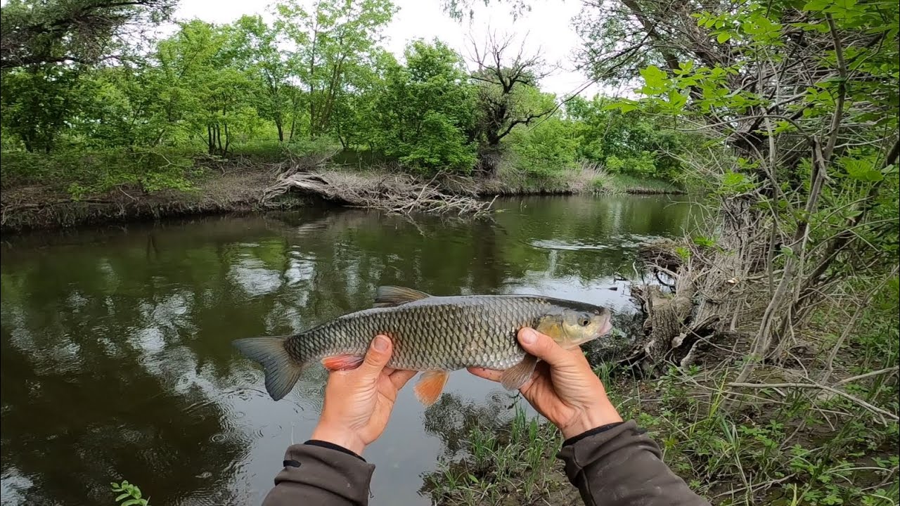 ELŐSZÖR CSAK AZ ORRÁVAL BÖKTE MEG... - Pergetés a Zagyván.