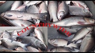 One Of The Largest Live Fish Market In Dhaka City Jatrabari