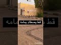 قط يصطاد يمامه 