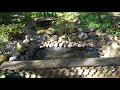 Miniteich anlegen, Teich, Gartenteich, Garten, Natur #teich #pond #garden #garten #gartenteich