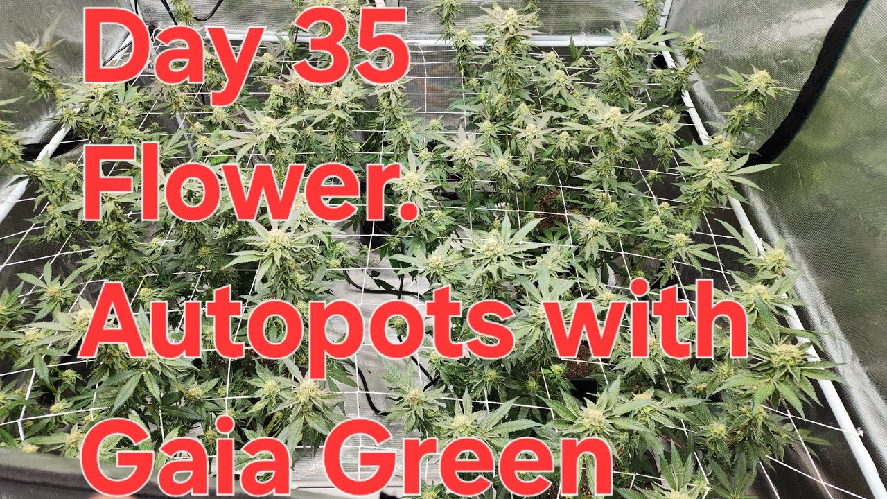 Gaia Green and Autopots. Day 35 of flower.  Zoap and Runtz Buttonz.